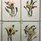 10 Andrey Avinoff Pinx Orchid Art Prints, 23x17 Floral Lithograph Plates 1-10