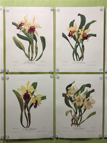 10 Andrey Avinoff Pinx Orchid Art Prints, 23x17 Floral Lithograph Plates 1-10