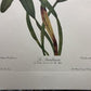 10 Andrey Avinoff Pinx Orchid Art Prints, 23x17 Floral Lithograph Plates 41-50