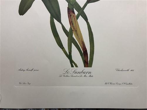 10 Andrey Avinoff Pinx Orchid Art Prints, 23x17 Floral Lithograph Plates 41-50