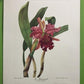 10 Andrey Avinoff Pinx Orchid Art Prints, 23x17 Floral Lithograph Plates 11-20