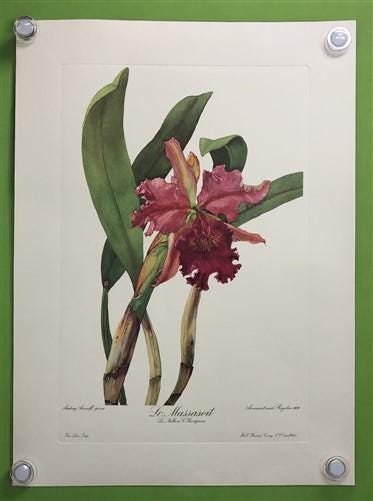 10 Andrey Avinoff Pinx Orchid Art Prints, 23x17 Floral Lithograph Plates 11-20