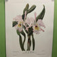 10 Andrey Avinoff Pinx Orchid Art Prints, 23x17 Floral Lithograph Plates 11-20