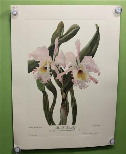 10 Andrey Avinoff Pinx Orchid Art Prints, 23x17 Floral Lithograph Plates 11-20