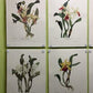 10 Andrey Avinoff Pinx Orchid Art Prints, 23x17 Floral Lithograph Plates 1-10