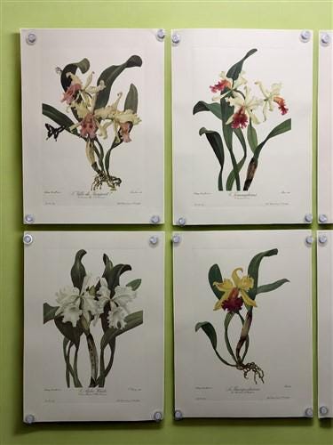 10 Andrey Avinoff Pinx Orchid Art Prints, 23x17 Floral Lithograph Plates 1-10