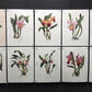 10 Andrey Avinoff Pinx Orchid Art Prints, 23x17 Floral Lithograph Plates 41-50