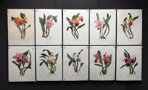 10 Andrey Avinoff Pinx Orchid Art Prints, 23x17 Floral Lithograph Plates 41-50