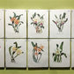 10 Andrey Avinoff Pinx Orchid Art Prints, 23x17 Floral Lithograph Plates 31-40