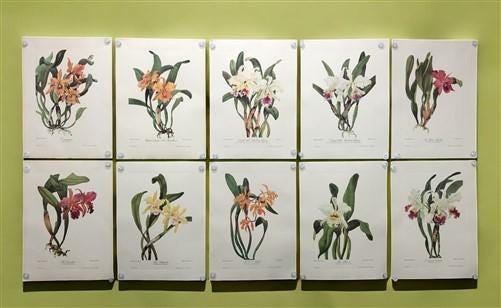 10 Andrey Avinoff Pinx Orchid Art Prints, 23x17 Floral Lithograph Plates 31-40