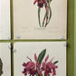 10 Andrey Avinoff Pinx Orchid Art Prints, 23x17 Floral Lithograph Plates 21-30