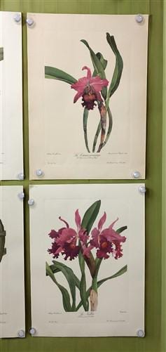 10 Andrey Avinoff Pinx Orchid Art Prints, 23x17 Floral Lithograph Plates 21-30