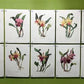 10 Andrey Avinoff Pinx Orchid Art Prints, 23x17 Floral Lithograph Plates 11-20