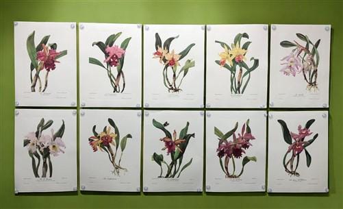 10 Andrey Avinoff Pinx Orchid Art Prints, 23x17 Floral Lithograph Plates 11-20