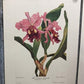 10 Andrey Avinoff Pinx Orchid Art Prints, 23x17 Floral Lithograph Plates 41-50