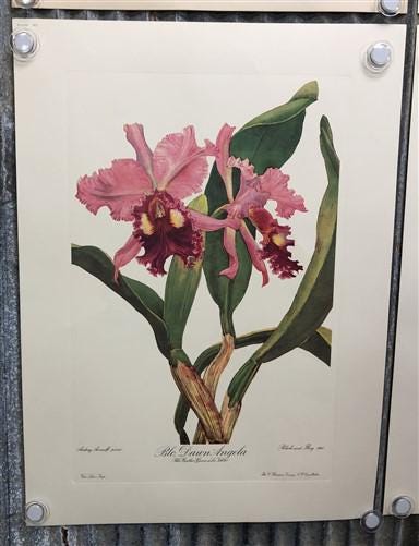 10 Andrey Avinoff Pinx Orchid Art Prints, 23x17 Floral Lithograph Plates 41-50