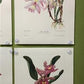 10 Andrey Avinoff Pinx Orchid Art Prints, 23x17 Floral Lithograph Plates 11-20