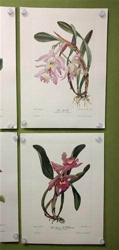 10 Andrey Avinoff Pinx Orchid Art Prints, 23x17 Floral Lithograph Plates 11-20