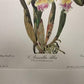 10 Andrey Avinoff Pinx Orchid Art Prints, 23x17 Floral Lithograph Plates 21-30