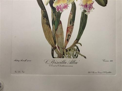 10 Andrey Avinoff Pinx Orchid Art Prints, 23x17 Floral Lithograph Plates 21-30