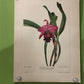 10 Andrey Avinoff Pinx Orchid Art Prints, 23x17 Floral Lithograph Plates 21-30