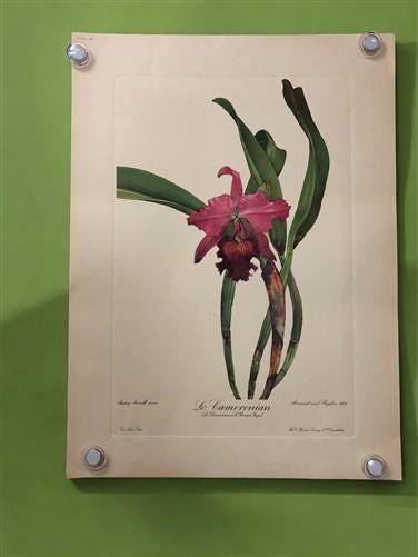 10 Andrey Avinoff Pinx Orchid Art Prints, 23x17 Floral Lithograph Plates 21-30