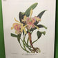 10 Andrey Avinoff Pinx Orchid Art Prints, 23x17 Floral Lithograph Plates 1-10