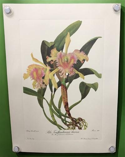 10 Andrey Avinoff Pinx Orchid Art Prints, 23x17 Floral Lithograph Plates 1-10