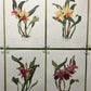 10 Andrey Avinoff Pinx Orchid Art Prints, 23x17 Floral Lithograph Plates 11-20