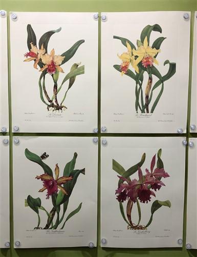 10 Andrey Avinoff Pinx Orchid Art Prints, 23x17 Floral Lithograph Plates 11-20