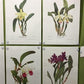 10 Andrey Avinoff Pinx Orchid Art Prints, 23x17 Floral Lithograph Plates 21-30