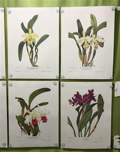 10 Andrey Avinoff Pinx Orchid Art Prints, 23x17 Floral Lithograph Plates 21-30