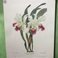 10 Andrey Avinoff Pinx Orchid Art Prints, 23x17 Floral Lithograph Plates 31-40