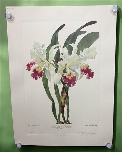 10 Andrey Avinoff Pinx Orchid Art Prints, 23x17 Floral Lithograph Plates 31-40