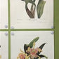 10 Andrey Avinoff Pinx Orchid Art Prints, 23x17 Floral Lithograph Plates 1-10