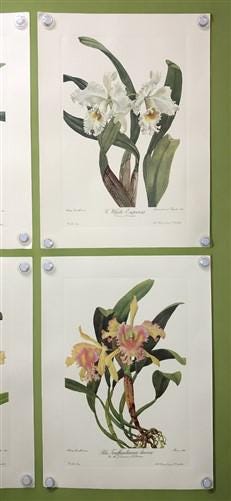 10 Andrey Avinoff Pinx Orchid Art Prints, 23x17 Floral Lithograph Plates 1-10