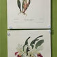 10 Andrey Avinoff Pinx Orchid Art Prints, 23x17 Floral Lithograph Plates 31-40