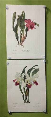 10 Andrey Avinoff Pinx Orchid Art Prints, 23x17 Floral Lithograph Plates 31-40