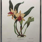 10 Andrey Avinoff Pinx Orchid Art Prints, 23x17 Floral Lithograph Plates 11-20