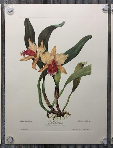 10 Andrey Avinoff Pinx Orchid Art Prints, 23x17 Floral Lithograph Plates 11-20