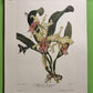 10 Andrey Avinoff Pinx Orchid Art Prints, 23x17 Floral Lithograph Plates 1-10