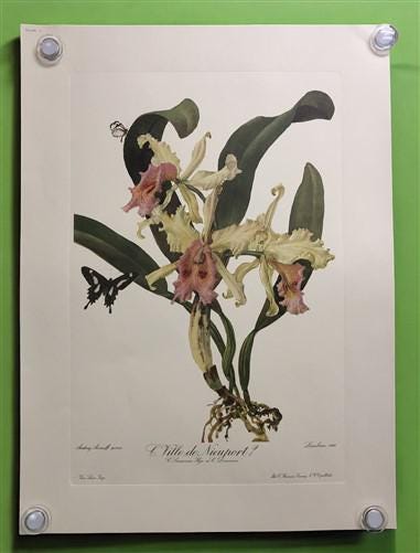 10 Andrey Avinoff Pinx Orchid Art Prints, 23x17 Floral Lithograph Plates 1-10