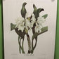 10 Andrey Avinoff Pinx Orchid Art Prints, 23x17 Floral Lithograph Plates 1-10