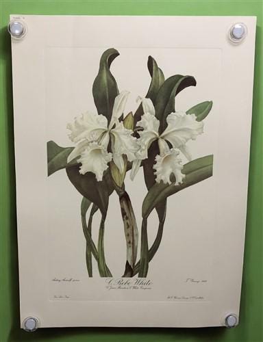 10 Andrey Avinoff Pinx Orchid Art Prints, 23x17 Floral Lithograph Plates 1-10